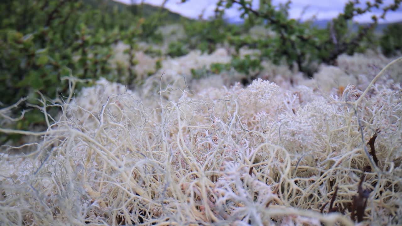 la tundra ártica, la hermosa naturaleza, el paisaje natural de noruega.