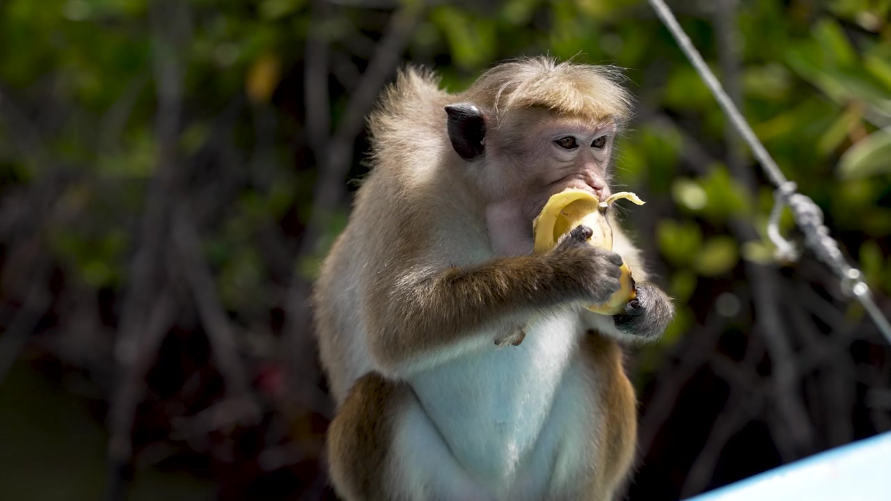 A close-up image of a Toque Macaque eating a banana in its natural habitat in Negombo, Sri Lanka. Captures the essence of wildlife and natural behavior.