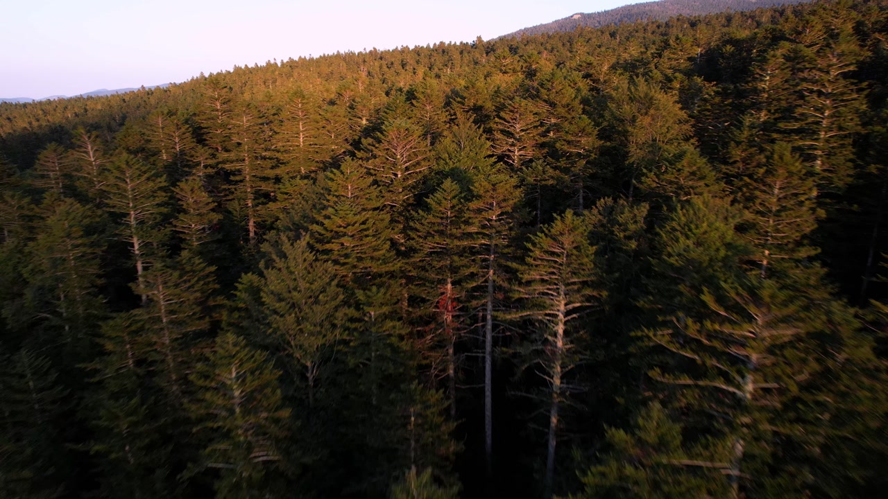 Aerial views of a forest in the french pyrenees during the golden hour at low altitude