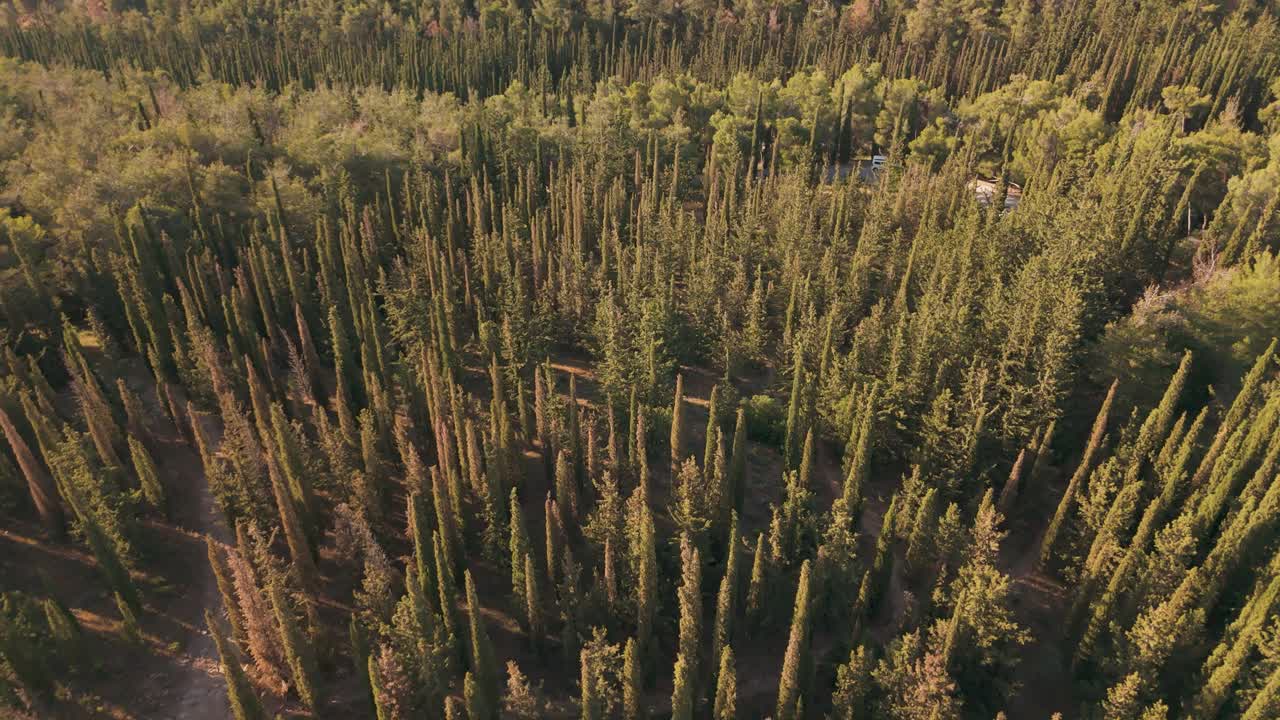 Una foresta lussureggiante su una collina sotto un cielo sereno durante l'ora d'oro.
