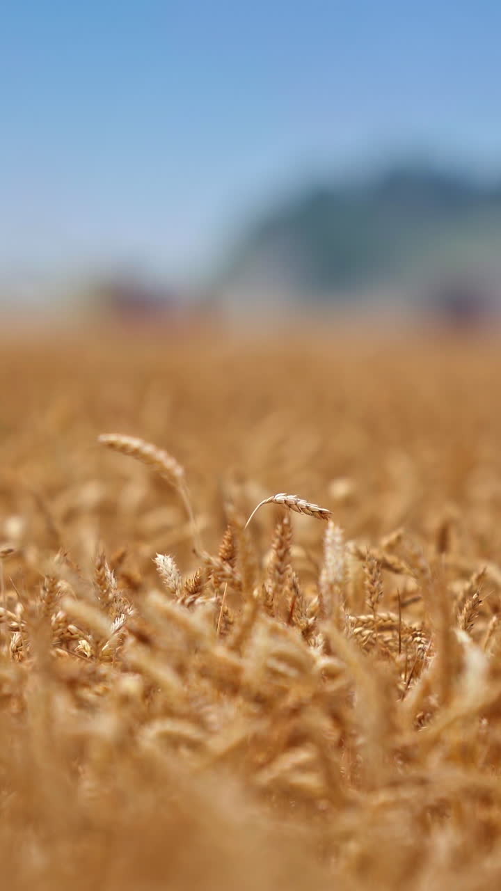 Wheat ready to harvest. A large field of wheat before harvest