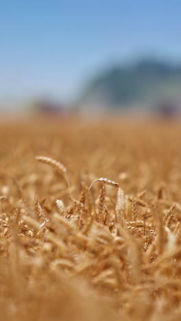 wheat ready to harvest. a large field of wheat before harvest