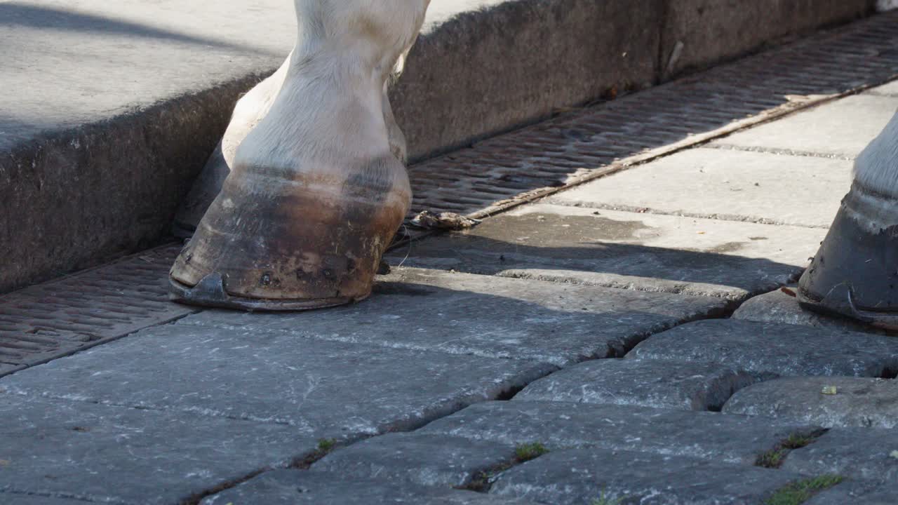 White horses with hooves walk on cobblestone pavement in Prague’s old town area