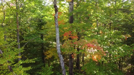 Zoom-in-at-Reserve-Faunique-La-Vérendrye,-Québec,-Canada