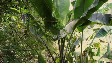 plantas tropicales, plantas de la selva tropical como fondo floral natural