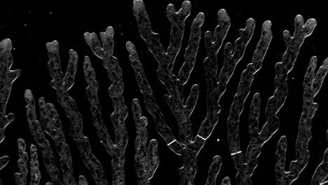hermoso crecimiento ramificado de micelio bajo un microscopio