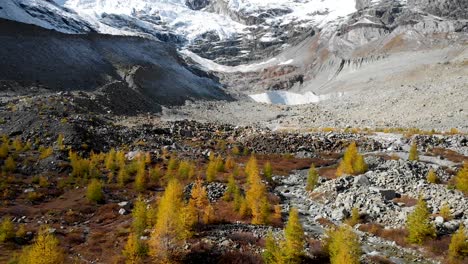 Luftüberflug-über-Einen-Wald-Mit-Gelben-Lärchen-In-Der-Walliser-Region-Der-Schweizer-Alpen-Auf-Dem-Höhepunkt-Des-Goldenen-Herbstes-Mit-Einem-Schwenkblick-Auf-Gletscher-Und-Berggipfel-In-Der-Ferne