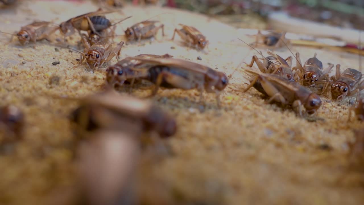 Close up video over many crickets eating in a crickets farm in Cambodia