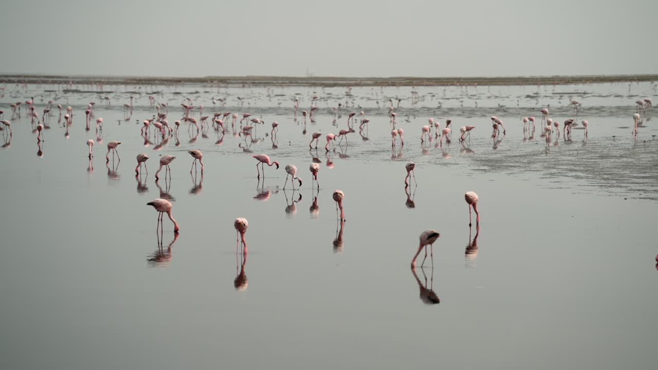 Hundreds of flamingos feed in shallow wetlands as reflections shimmer in water on the mudflats