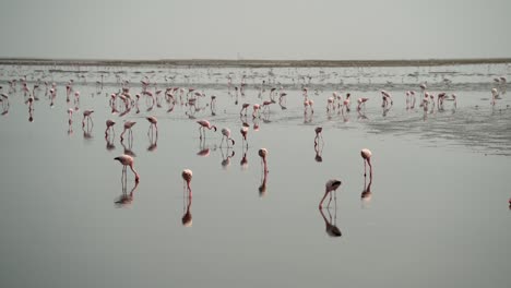 Cientos-De-Flamencos-Se-Alimentan-En-Humedales-Poco-Profundos-Mientras-Los-Reflejos-Brillan-En-El-Agua-De-Las-Marismas.