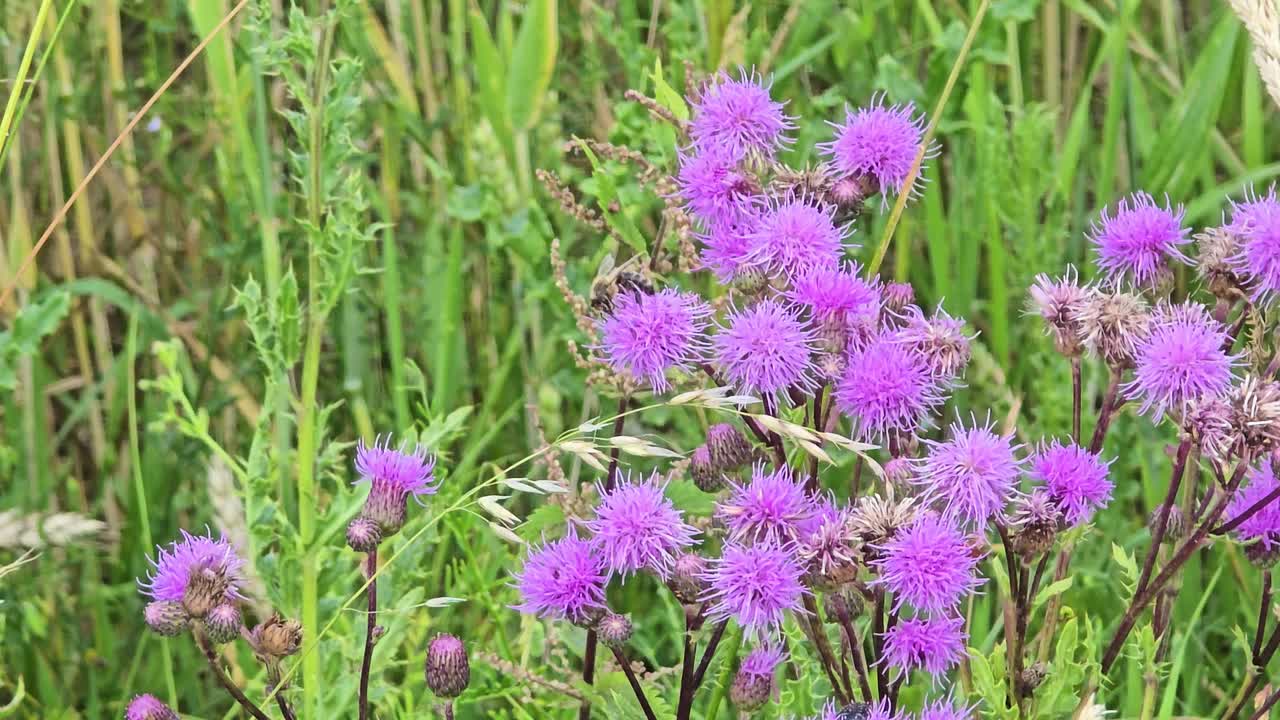Ape su un fiore di cardo viola nel prato.