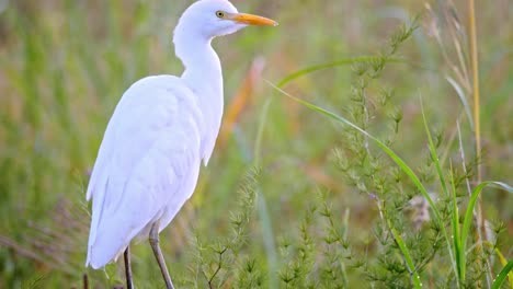 unas garzas blancas se alimentan de pájaros en la hierba y se paran en la espalda del búfalo