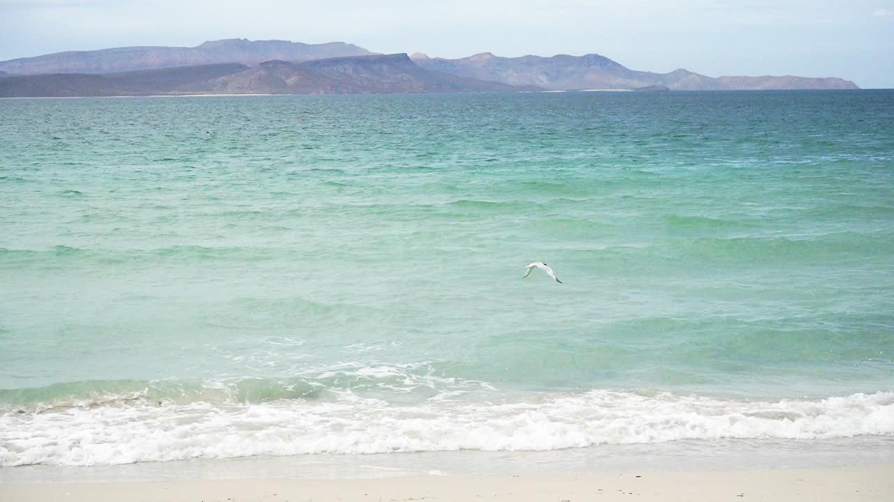 하늘 위에서 해변의 물로 날아가 물고기를 사냥하는 갈매기