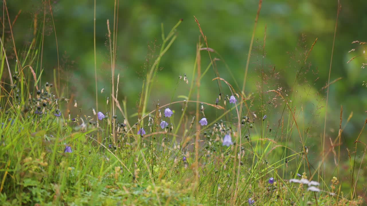 푸른 여름 들판 에 있는 블루벨, 풀, 잡초