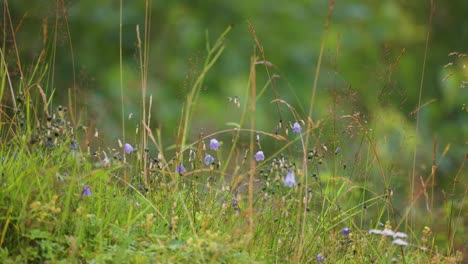 campanillas, hierba y malezas en el exuberante prado verde de verano