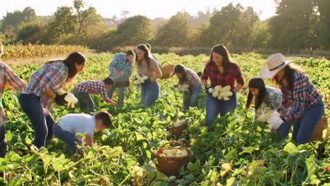a community harvest day: families and friends come together to gather fresh vegetables in a picturesque field under a bright sun, enjoying nature and each other's company.