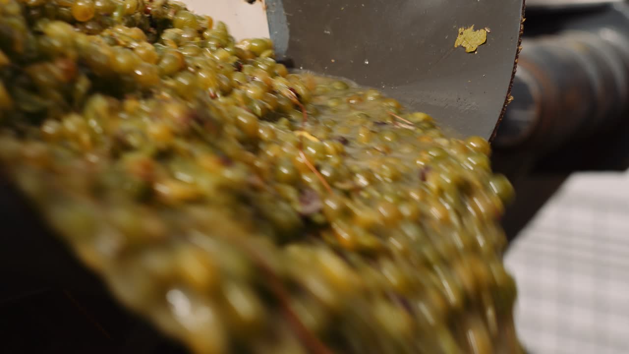 recogedor de uvas mecánico que traslada la uva cosechada; fotografía de cerca