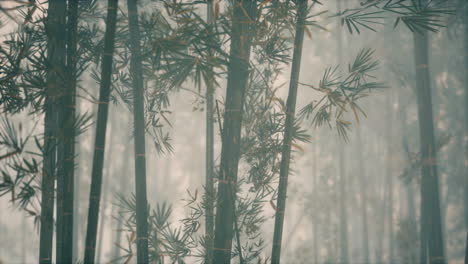bosque de bambú asiático con la luz del sol de la mañana