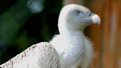 Weißer-Geiervogel,-Der-Friedlich-Steht-Und-Einen-Unscharfen-Hintergrund-Hat