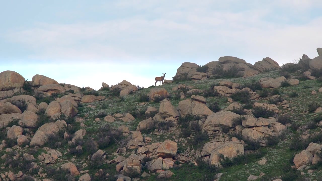 Lone Deer Standing on a Rocky Hillside