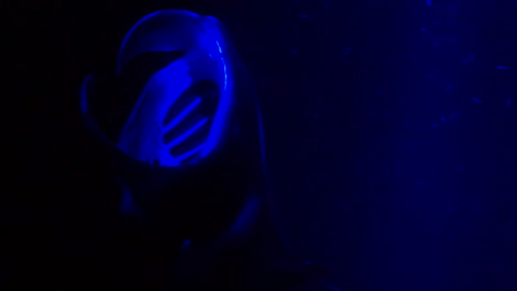 giant manta rays swim under blue light in ocean at night