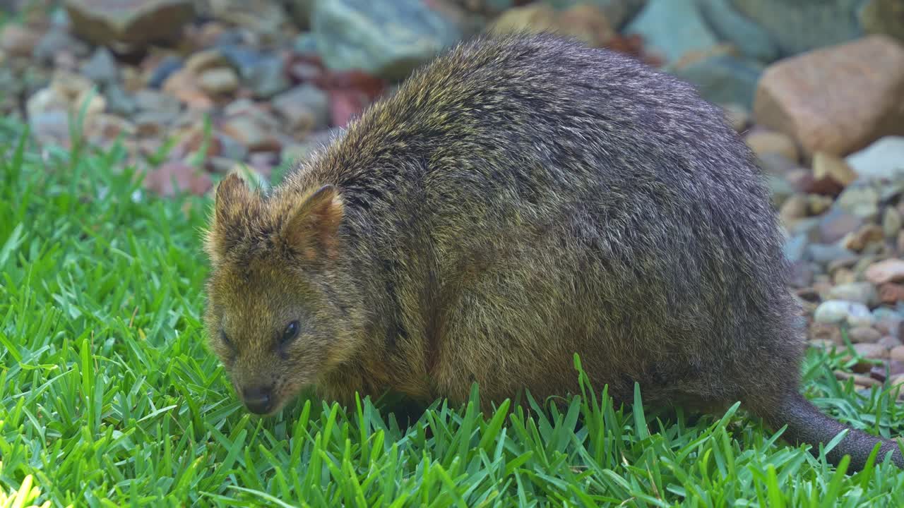 En söt quokka (Setonix brachyurus) som betar på det gröna gräset, närbild