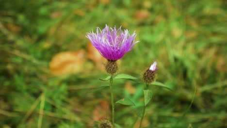 purple wild flower with green bokeh