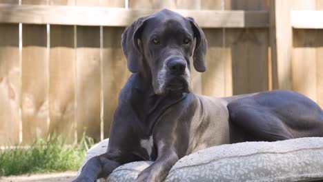 Great-Dane-dog-lays-on-her-outdoor-bed-in-the-spring-sunshine