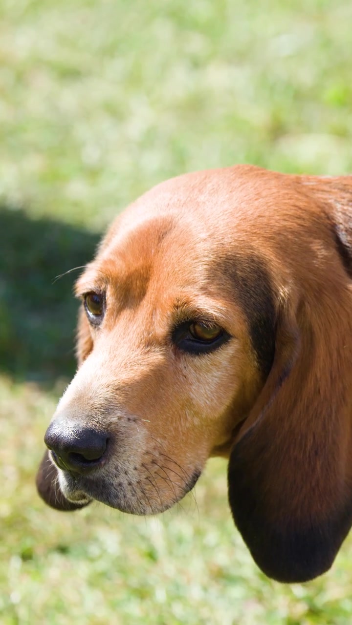 Un cane beagle si guarda intorno con calma in un campo erboso, luce naturale, panoramica fluida della telecamera, evento all'aperto.