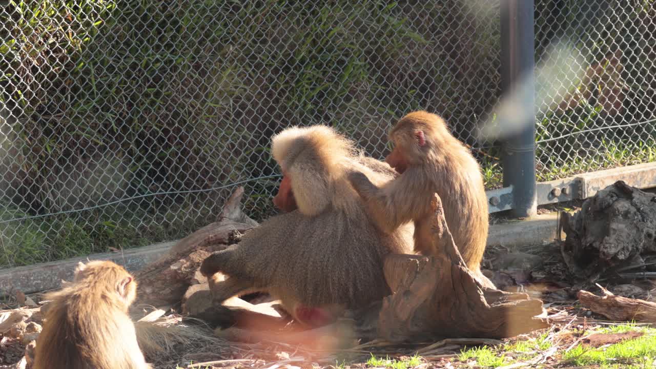 Monkeys grooming each other in a zoo enclosure