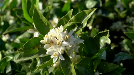 Insekto,-Das-Pollen-In-Der-Orangenbaumblume-Isst