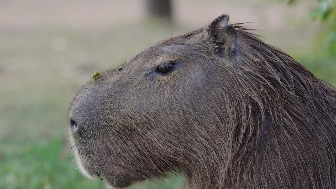 성가신 파리를 막기 위해 귀를 움직이는 카피바라의 머리 클로즈업 샷