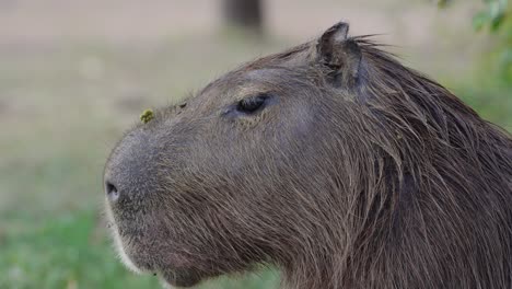 Close-shot-of-a-capybara's-head-as-it-moves-its-ears-to-deter-irritating-flies