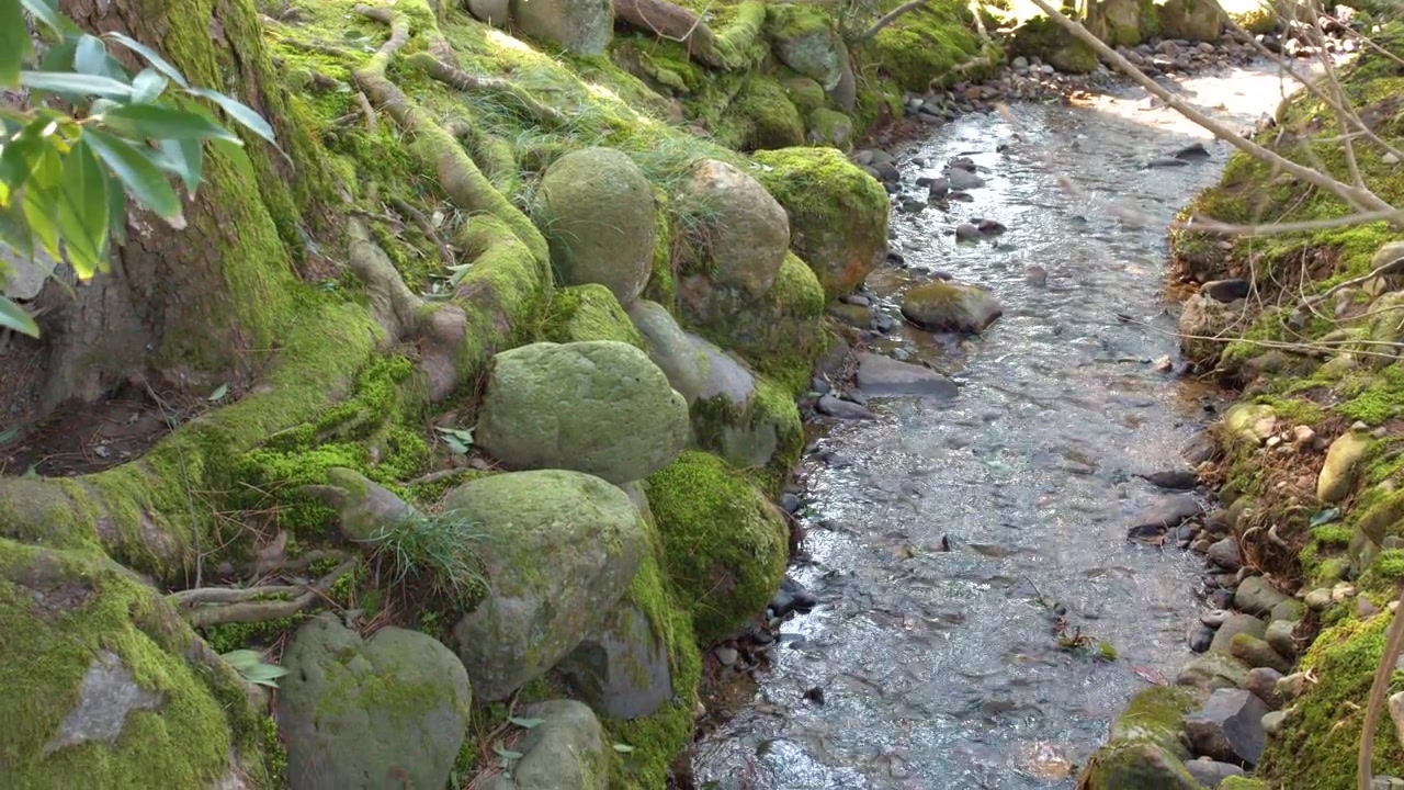 A gentle stream flows past moss-covered stones and tree roots in Kenrokuen Garden, Kanazawa.