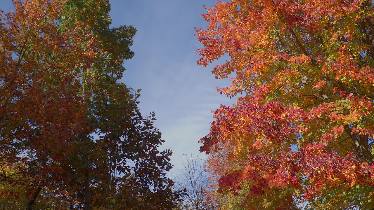 las coloridas hojas de otoño contrastan con un cielo azul mientras el viento sopla suavemente
