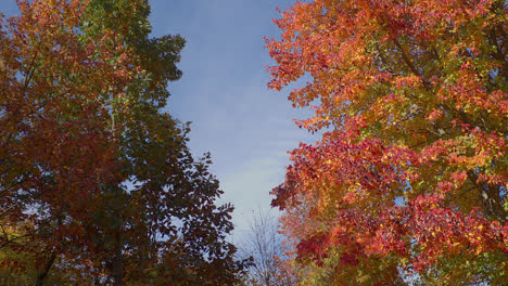 Colorful autumn leaves contrast against a blue sky as the wind gently blows
