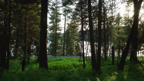 Sunlight-shines-across-understory-along-side-of-Payette-Lake-as-cars-drive-winding-forest-road