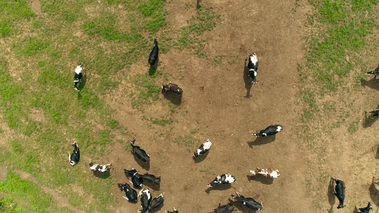 소 농장 공중 뷰. 시골 풍경