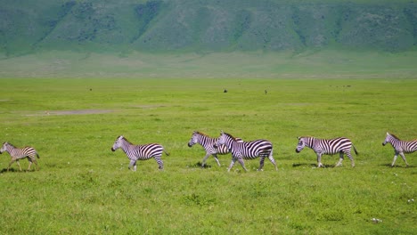 zebras skew across a green field against the backdrop of a mountain range in african safari