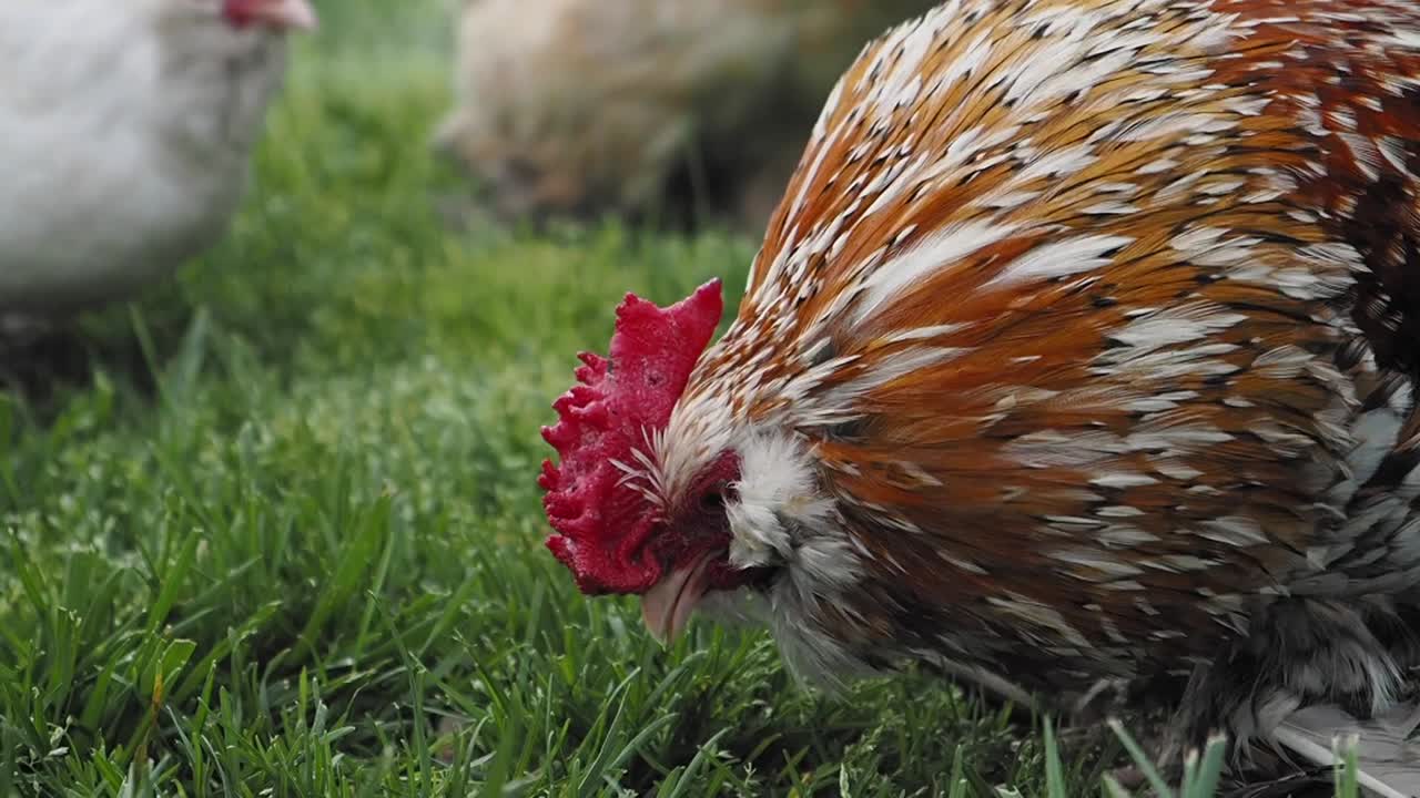 Chickens in a grassy field