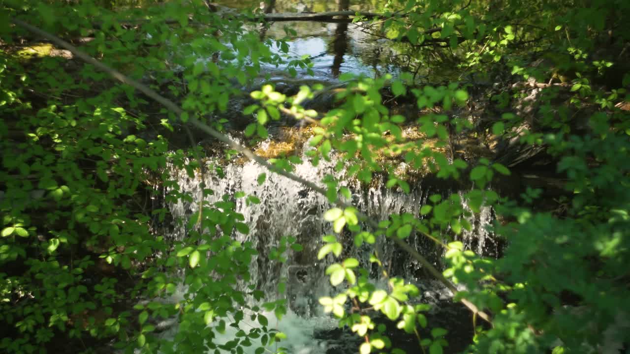 small waterfall in the middle of a botanic forest in slowmotion, in spring.