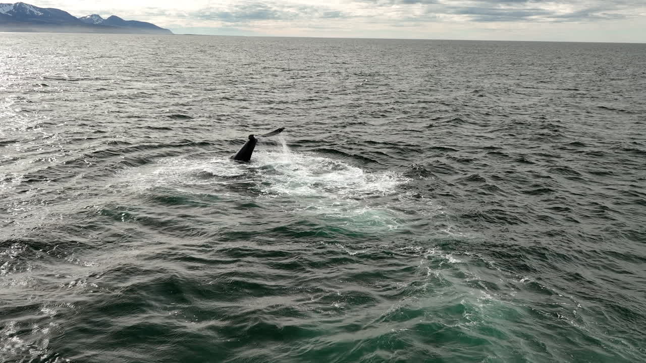 close up over an humpback whale slapping. his tail in Iceland cold water aerial