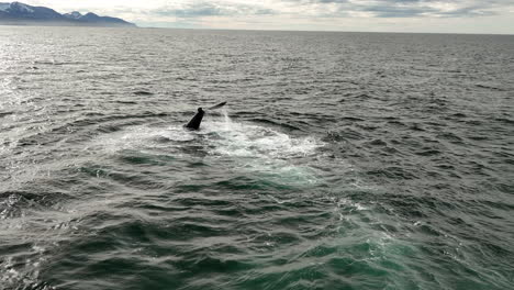 close up over an humpback whale slapping. his tail in iceland cold water aerial