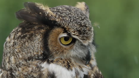 gran cara de búho cornudo de cerca en un bosque de américa del norte