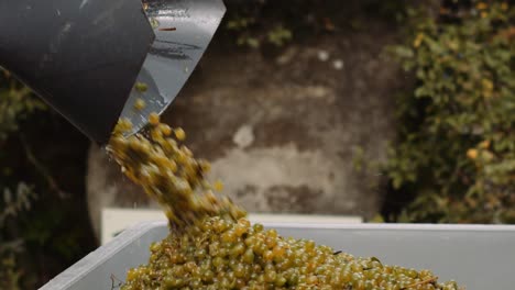 toma en cámara lenta de uvas cosechadas del recolector mecánico transferido al contenedor de uva