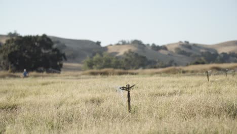 Spring-loaded-sprinkler-builds-pressure-and-starts-watering-agriculture-field