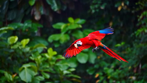 red macaw in flight