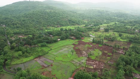 Leeres-Getreidefeld-Im-Grünen-Wald-Drohne-Bewegt-Rückansicht-In-Konkan