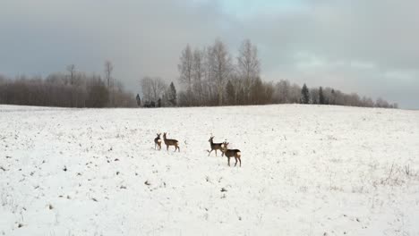 aerial drone view of deer's running away in a snow covered field in winter. capturing stunning wildlife in open land from above. small buck herd without antlers.