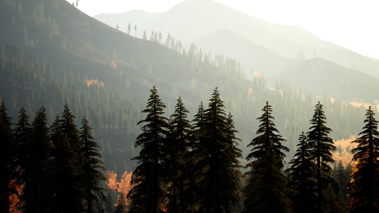 Mountainous Forest